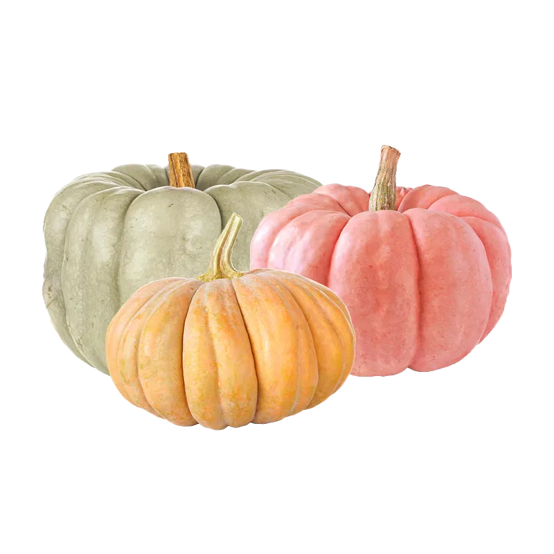 Heirloom Pumpkin